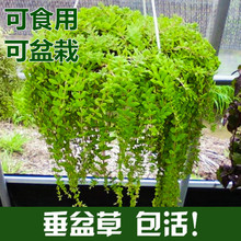 正宗中药材垂盆草食用养肝护肝盆栽花卉绿植四季常青好养