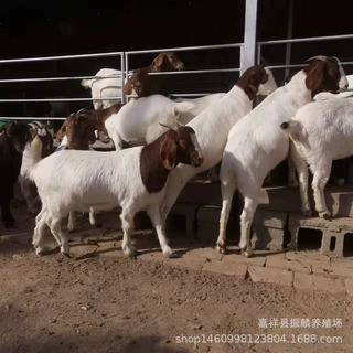 浙江育肥白山羊 3-6个月小羊羔 怀孕母羊波尔山羊价格