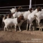 浙江怀孕育肥白山羊