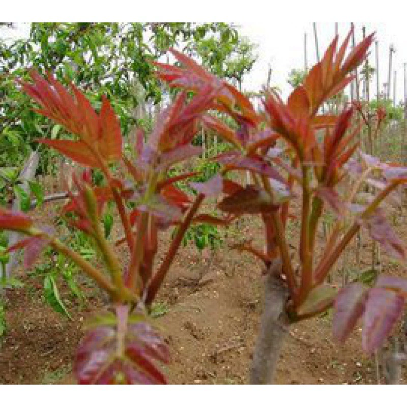 Саженцы toona sinensis на юге и севере посадки в горшках во дворе четыре сезона сбора красного масла саженцы toona sinensis деревья toona sinensis