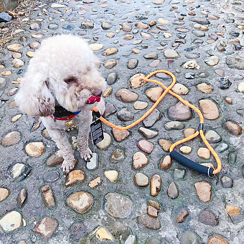 Fournitures pour animaux de compagnie à prix réduit, laisse pour chien, soie réfléchissante, poignée ronde en mousse de corde, résistante à l'usure et confortable_voghion.com