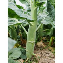 ����u�Ƚ��{�N�Ӵ֗l�ѽ��m�V�|�ļ����Ѵ���＾�߲˷N���ݲ˷N