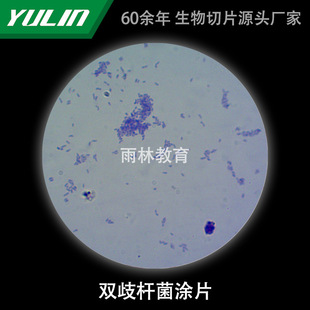 Bifidobacterium Coating Microbial Specimen Microscope Biological Slice High School Teaching Experimental Instrument Scientific Research Slide