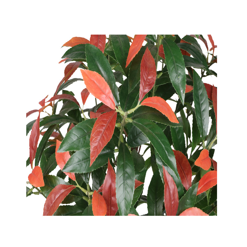 XRS-065 7#盆栽红楠叶0 (5).jpg