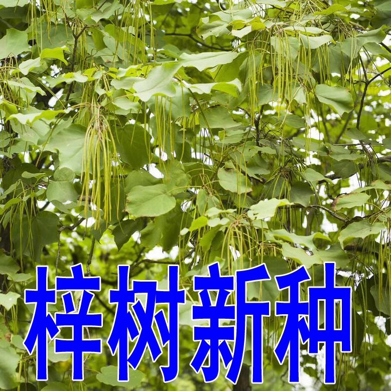 梓树种子 楸树 金丝楸种子 臭梧桐黄花楸水桐楸河楸梓桐 高出芽率