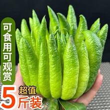 �F؛������r���̴ָ���㙴�^�p���ʳ����Ȼ��޹��(���S�ٰl