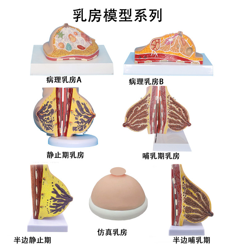 Production of Breast Anatomy Models, Breast Structure Models, Breast Gland Anatomy Models, Lactation Specialist Teaching Aids, Pathological Breast Models
