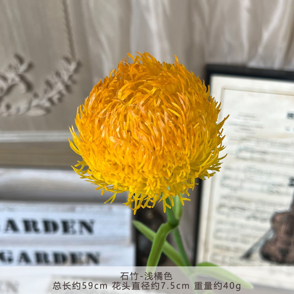 2018-Dianthus-Cam nhạt