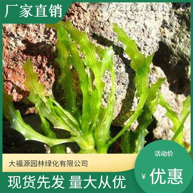 Профессиональная база разведения водных растений, крупных водорослей, высокое качество и низкая цена водорослей