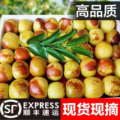 goods in stock Shaanxi Dali Jujube Season fresh fruit Large Dates wholesale Zhanhua Jujube