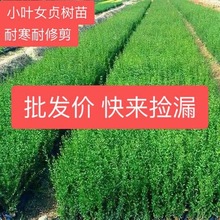 С�~Ůؑ�G�h��h�ʠ��ļ����಻���~ͥԺ�����G���������ͺ����B