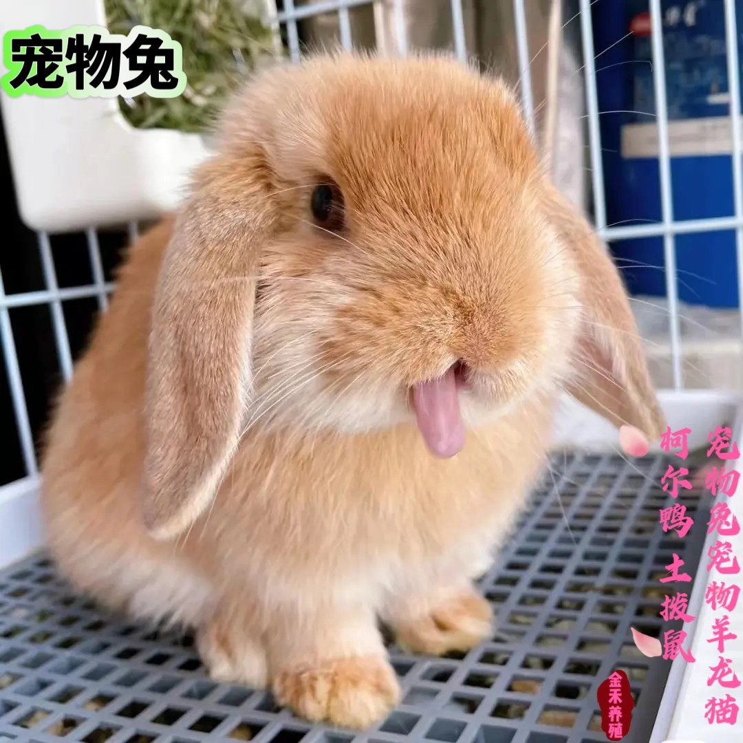 Cute pet small animal living pet rabbit breeding year-round sale various adorable pet bunnies how much per one