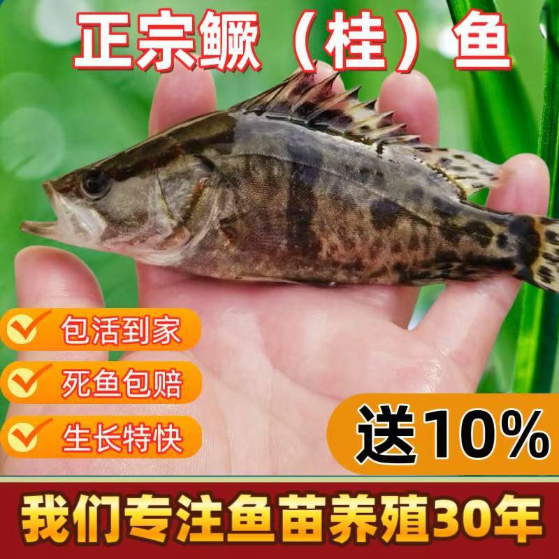 鳜鱼桂花鱼土池培育活体水产养殖淡水鱼苗奥花鱼苗成活率高现批发