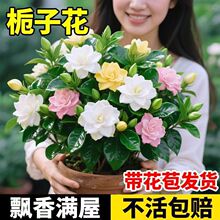 栀子花大盆带芽苞浓香型净化空气牡丹栀子花卉绿植物阳台四季常青