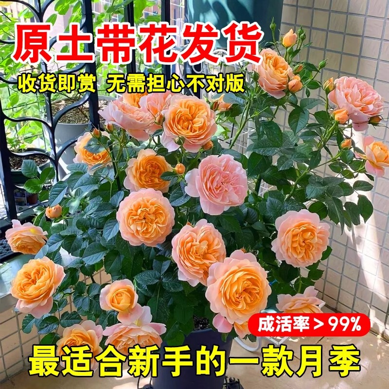 Rose Potted Flower Seedlings, Extra Large Flowers, Blooming Flowers in All Seasons, Roses with Buds, Balcony Plants, North and South Courtyard Ground Planting Rose Potted Flower Seedlings, Extra Large Flowers, Blooming Flowers in All Seasons, Roses with Buds, Balcony Plants, North and South Courtyard Ground Planting