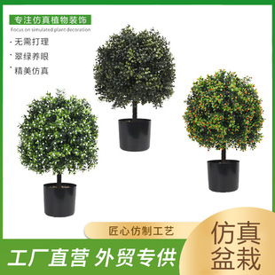 Amazon Real Green Plant Ball Potted Decoration Olive Tree Bonsai Indoor and Outdoor Porch Yard Boxwood