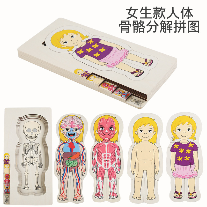Ilustración científica de los niños estructura del cuerpo humano rompecabezas órgano anatomía hueso cognición educación temprana cuerpo vísceras rompecabezas juguete