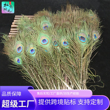 批发孔雀毛孔雀羽毛天然羽毛装饰羽毛饰品家居橱窗花瓶插花装饰