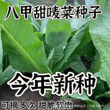 八甲唛菜种籽甜麦菜种子苦麦菜种四季青菜籽种苦麻菜蔬菜种子