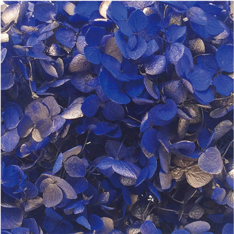 Anna hydrangea zafiro azul + oro-20g/caja