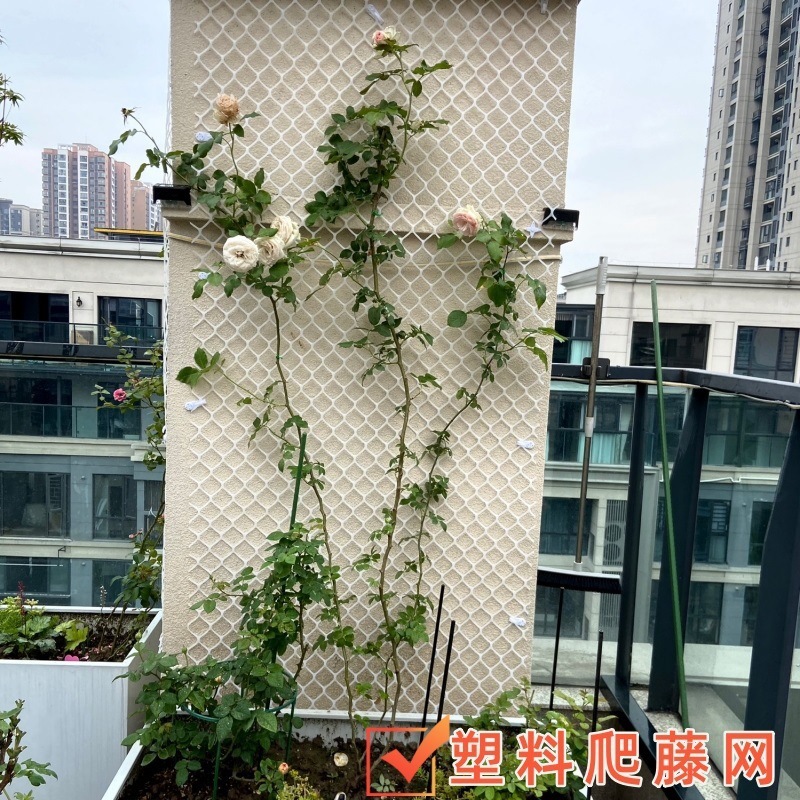 Planta enredadera verde eneldo red de pared superior plástico hombre enredadera red enredadera enredadera flor rosa decoración jardinería pared tortuga