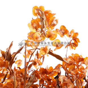 ��������������Ư��ӭ�Ͷ�Ԫ���������廨�͏d�b��������ɻ����l