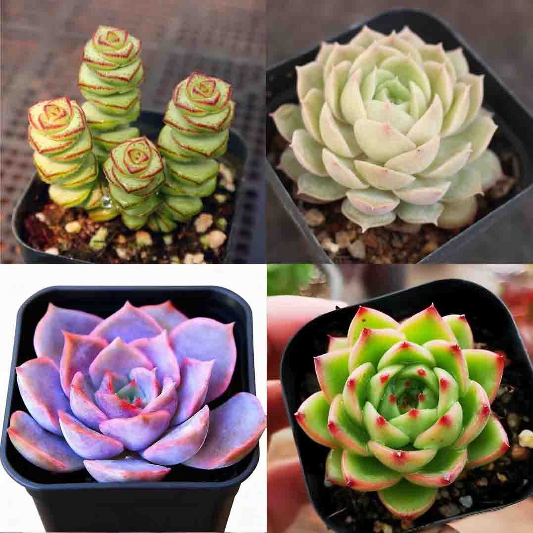 돈끈 + 온스노 + 피오나 + 문스톤