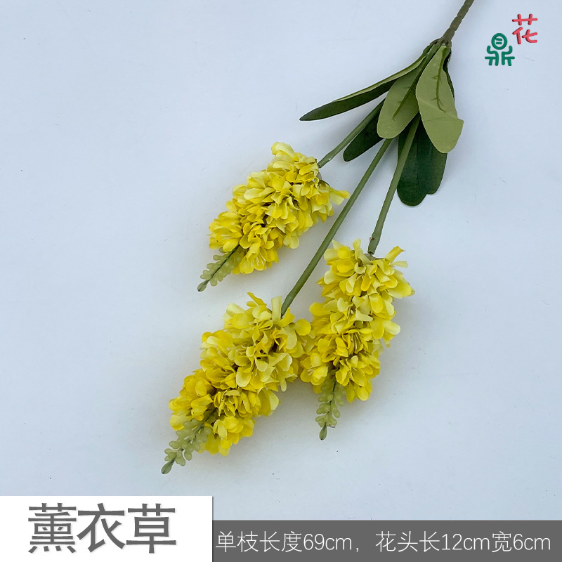 Hoa oải hương LPZ màu vàng