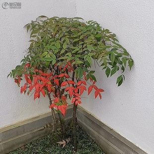 Dropshipping Nandina Bamboo Saplings Flame Nandina Bamboo Potted Clump Old Pile Courtyard North and South Outdoor Cold-Resistant