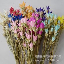 云南干花、八角玉兰花、干花花束、家居装饰插花拍摄道具