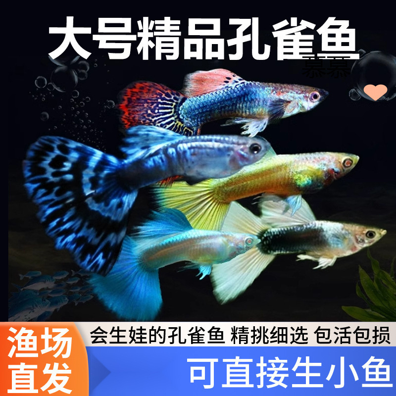 孔雀鱼热带纯种观赏鱼小型淡水冷水好养耐活精品胎生凤尾小鱼