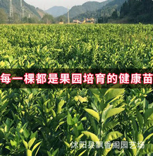 无核蜜桔苗 嫁接桔子树苗无籽薄皮江西蜜桔苗赣南寻乌蜜桔苗