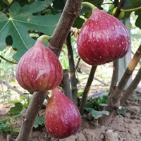 Порги красный рис саженец в горшках посадка на юге и севере посадка Порги красный рис Саженец