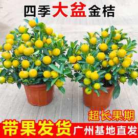 四季桔金桔盆栽带果室内阳台客厅四季开花年宵花桔子树年桔盆景