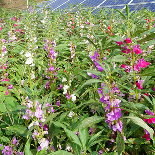 �P�ɻ��N���²�ָ�׻��N�ӻ�ɫ���߻��N����ͥԺ�����̨����