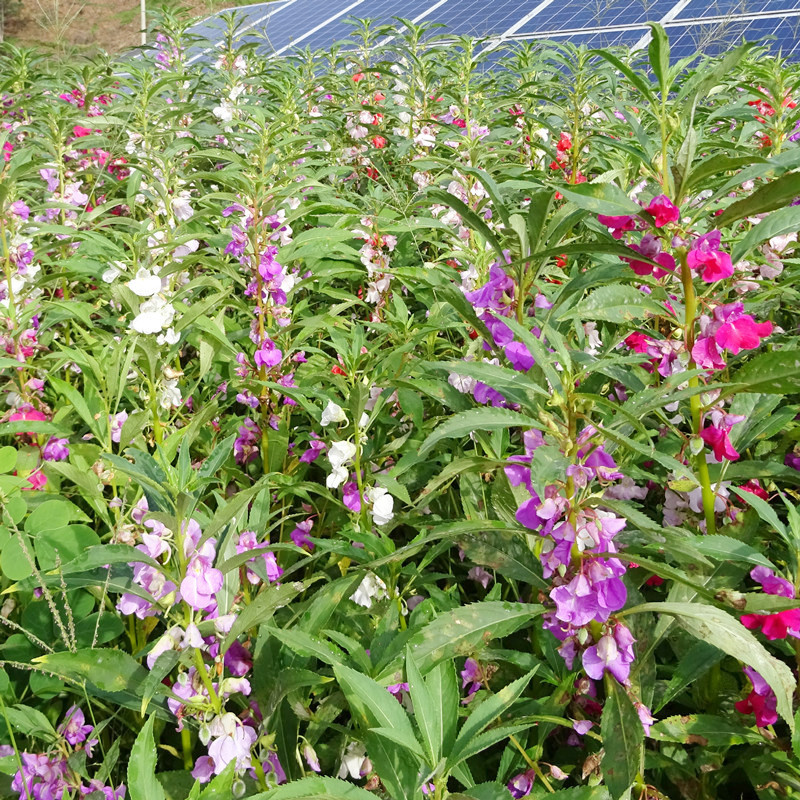 Newly Harvested Nasturtium Seeds Mixed Color Anti-Snake Flower Seeds for Courtyard Outdoor Balcony Potted Plants