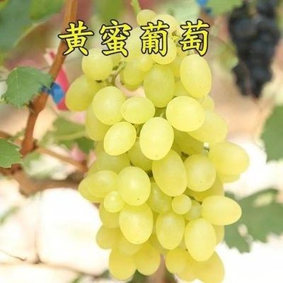 황미 5년생 모종 [올해의 성과] +30cm(포함)~40cm(제외)