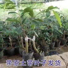 ڼ޽һ骘ϡƷNG骰׳ڿ羳