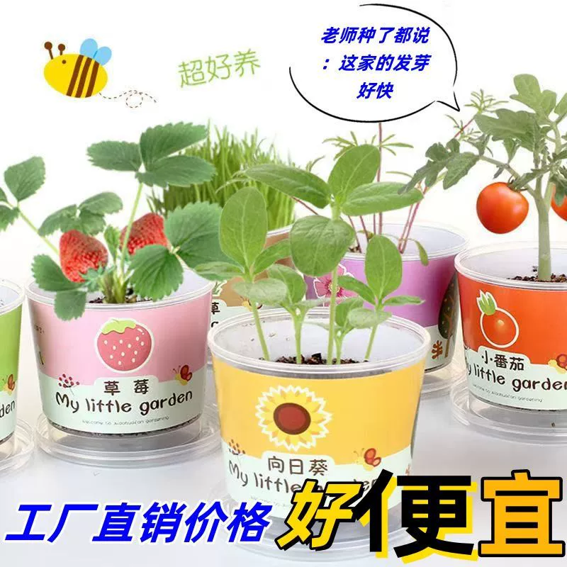 Детские горшечные растения своими руками, маленькие горшечные растения, студенческие подарки, балкон, офисный стол, помидор, арбуз, четырехлистный клевер, горшечные растения