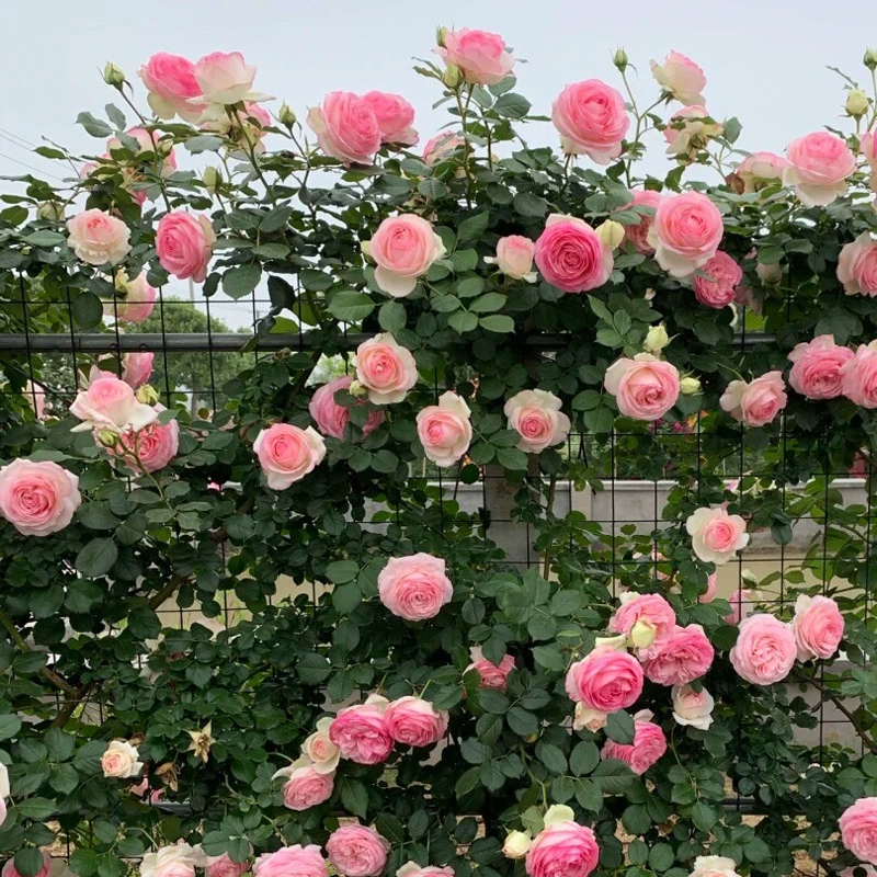 Лоза Цветок розы Рассада Лонгша Драгоценный камень Виноградная лоза Европейская Лунная Роза Большая рассада Цветок Настенная Арка Аромат большого цветка Четыре сезона Цветение