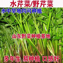 野生水芹菜 野生水芹菜品牌 图片 价格 野生水芹菜批发 阿里巴巴
