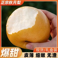 山东莱阳秋月梨莱阳梨整箱批发薄脆多汁脆甜皮薄新鲜水果冰糖梨子