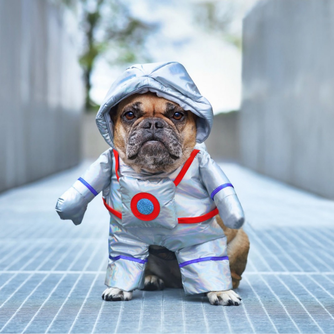 Transfronterizos Halloween mascotas piratas disfraz de gato pequeño y medio perro extraña ropa de mascotas al por mayor