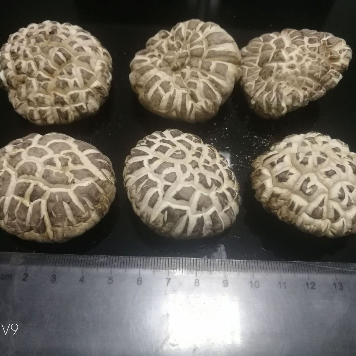 古甜  茶花菇 500g 白花菇 椴木香菇 厂家批发
