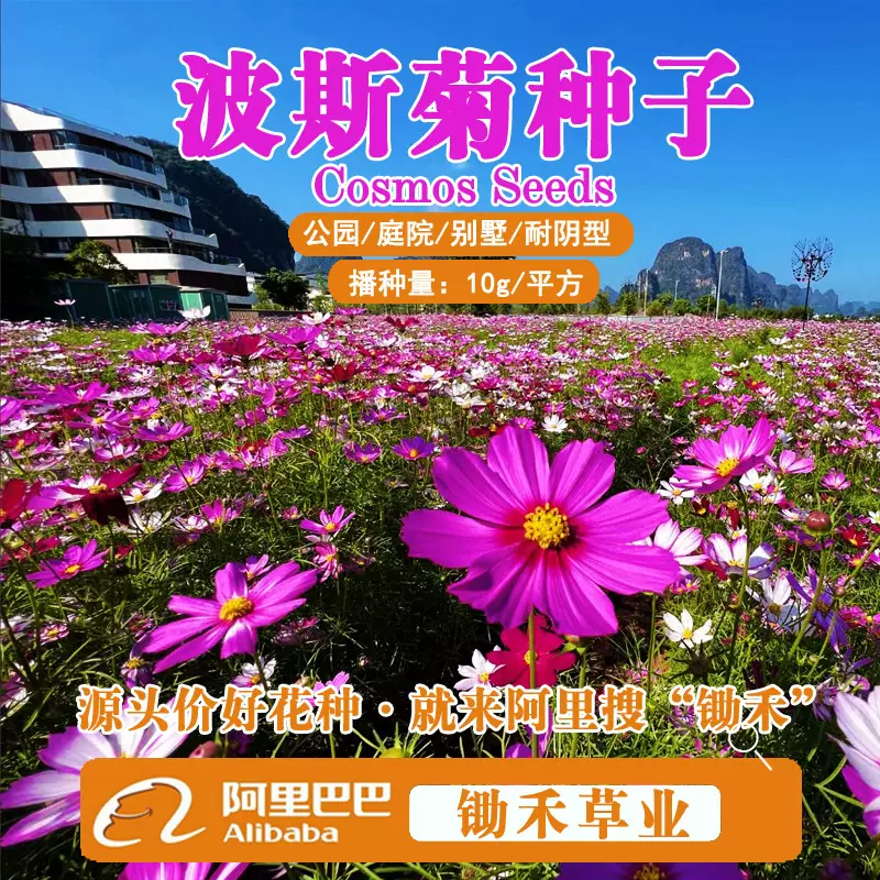 批发波斯菊种子太阳花野花组合景观花子百日草花籽翠菊格桑花籽种