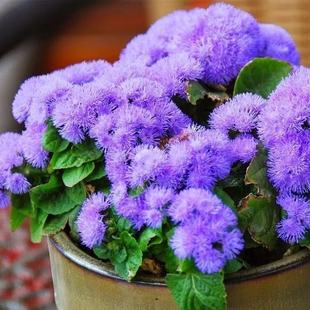 �����E�N���{����޽���E���� �����ļ����׷N���^�ر�ֲ�ﻨ�N��