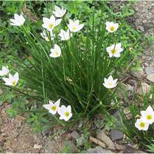 �[ɏ�[�m�L���m�²��m�Gֲ���������ļ�����ͥԺ����ֲ���޸�����