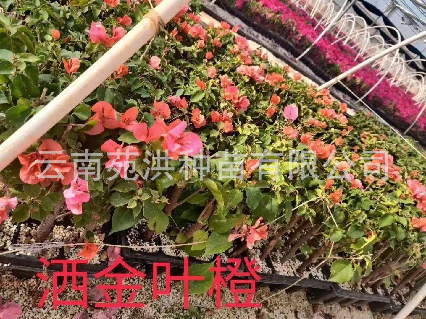 0c8b7b74a9e546b90d020e39941ca8