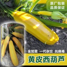 香蕉西葫芦种子水果型茭瓜种孑耐寒黄金四季盆栽阳台南瓜蔬菜种籽