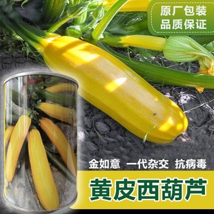 �㽶�����J�N��ˮ�������ϷN���ͺ��S���ļ������̨�Ϲ��߲˷N��